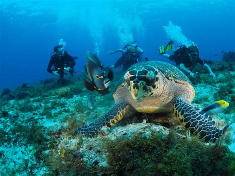 Group Scuba Diving Trips Cozumel August 2019 Diventures