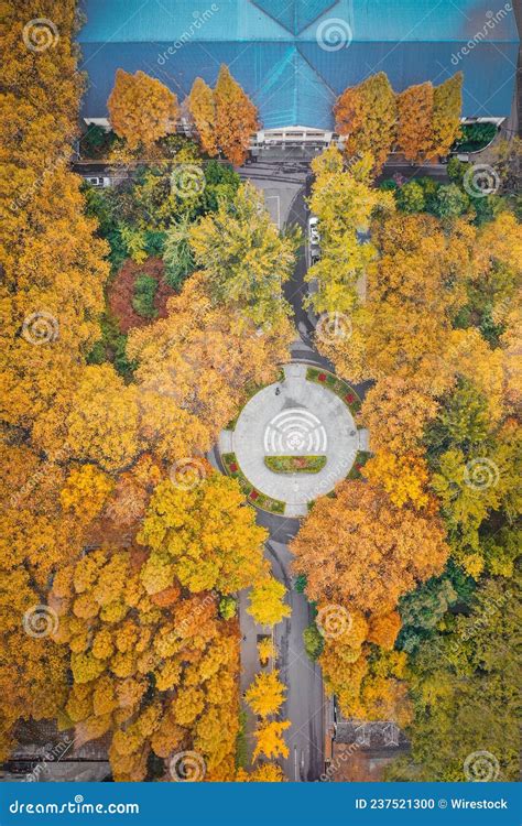 Aerial Shot Of Yellowing Trees Around The Nanjing University In China