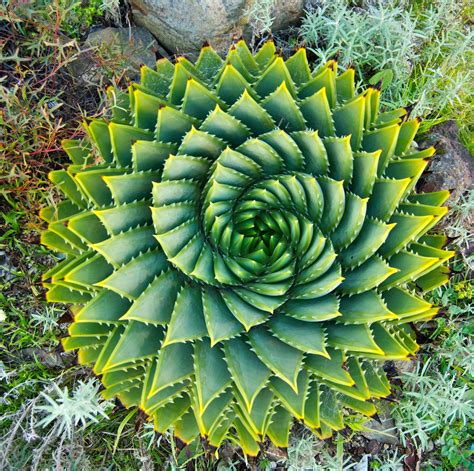 Maths In Nature Geometry In Nature Sacred Geometry Fractal Geometry Fractals In Nature