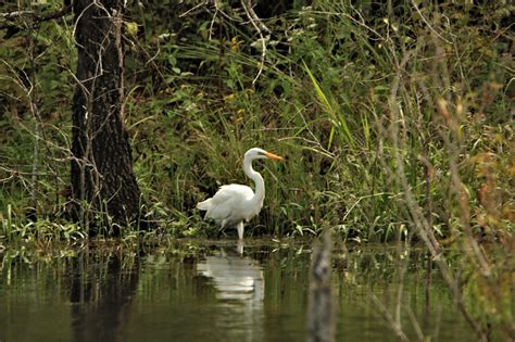 Great White Egret Wading In Pond Free Stock Photo Public Domain Pictures
