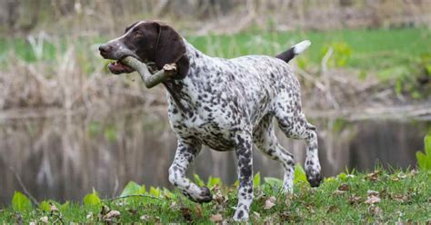 The Best Duck Hunting Dogs In The World Today Elite Huntsman
