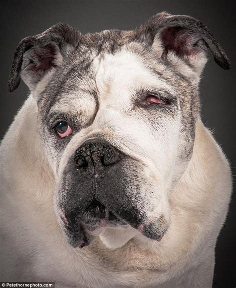 We are pleased to offer our super stunning boy mickey blue eyes is available for stud duties. Who says aging is ruff? Captivating photos show dogs in ...