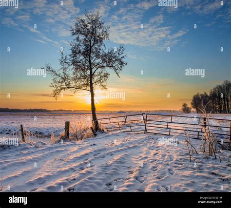 Lonely Tree In Dutch Winter Landscape With Snowy Fields And Blue Sky In