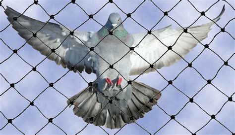 Pigeon Safety Nets In Kukatpally Call9959850202 Now 247 Available