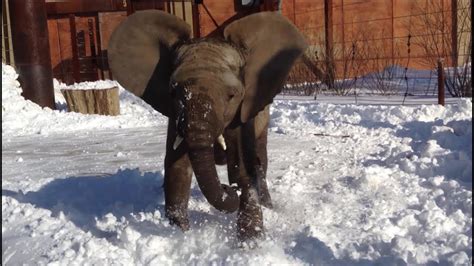 Lucas The Elephant Calf Plays In Snow Youtube