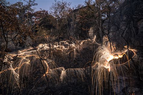 Light Appears To Drip From Trees In These Long Exposure Photos By Vitor Schietti Colossal