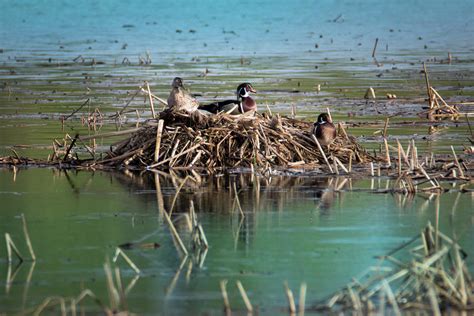 Three Wood Ducks Nesting Photograph By Patti Deters Pixels