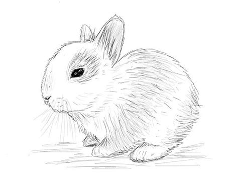 Rd 10 w, hoxie, ks 67740, usa. How to draw a bunny