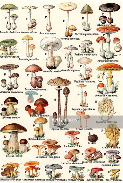 Image Result For Mushroom Names List And Pictures Stuffed Mushrooms