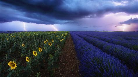 Lavender And Sunflower Fields Under A Stormy Sky In