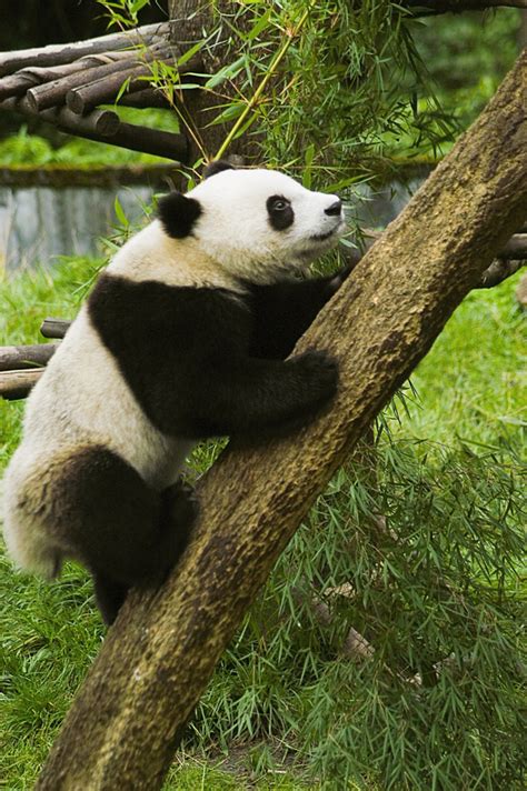 Panda Climbing Trees Stock Photo Free Download