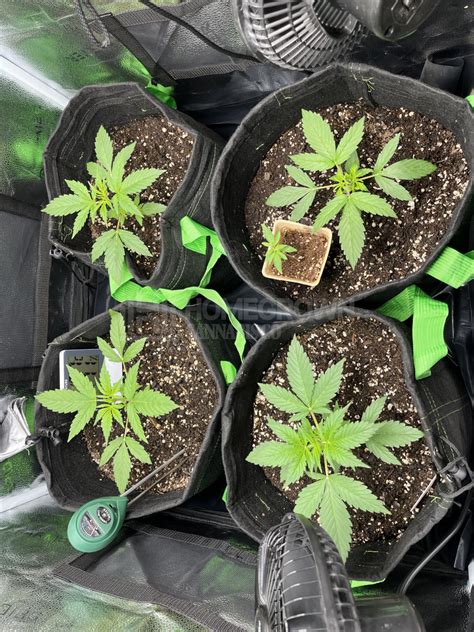 Gorilla Glue 4 Autoflower Cannabis Seeds Week 4 Grow Journal By