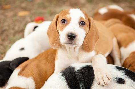 Puppies Reach ‘peak Cuteness In Time For Adoption