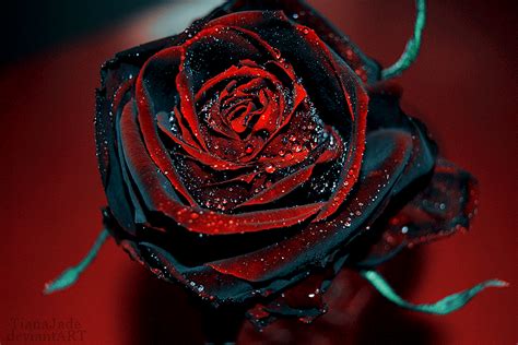 Free Black Rose Backgrounds Red And Black Rose 10599