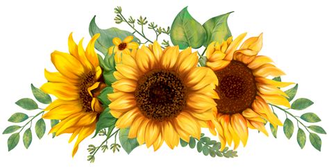 Sunflower Png Free Images With Transparent Background 1