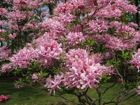 Tree With Pink Flowers Florida Tabebuia Buy In Miami Kendall Ft