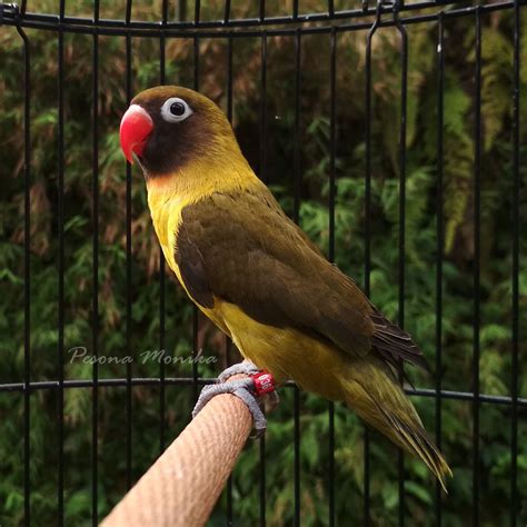 Lovebird Personata Olive Pet Birds Bird Breeds African Lovebirds