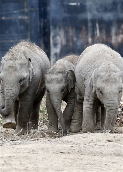 A Baby Boom In Elephants Sees Dublin Zoo Become A World Leader In