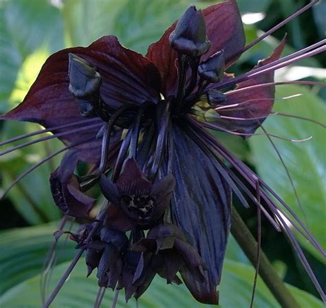 The Black Bat Flower • Insteading