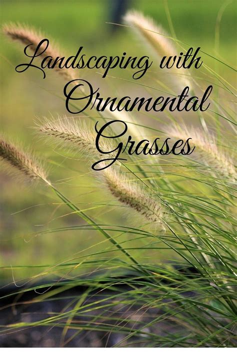 Ornamental Grasses In The Landscape ~ Garden Down South Ornamental