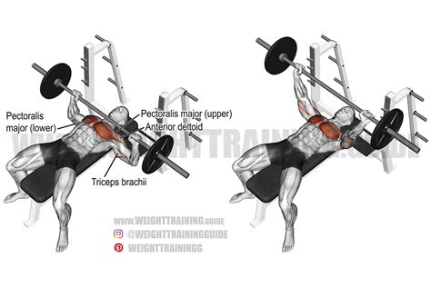 Barbell Bench Press Exercise Instructions And Video Weighttrainingguide