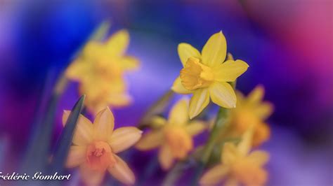 Wallpaper Daffodils Flowers Yellow Macro Spring Hd