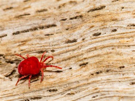 The Red Meat Allergy Thats Spread By Ticks Might Also Be Spread By A