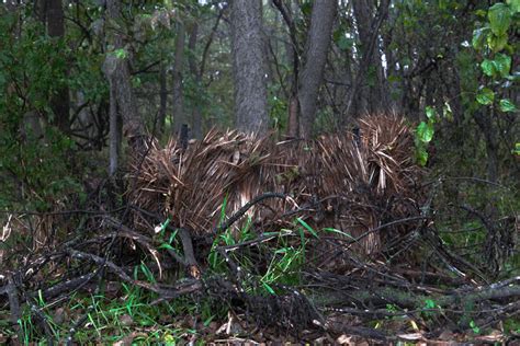 How To Build A Natural Deer Hunting Blind Know Prepare Survive