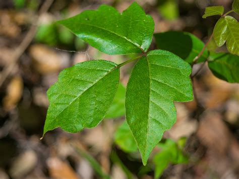 Reducing carbs and replacing them with healthy fats can cause your body to enter a metabolic state known as ketosis. Poison Ivy | Poison Ivy Rash | Poison Ivy Treatment | Dr. Weil