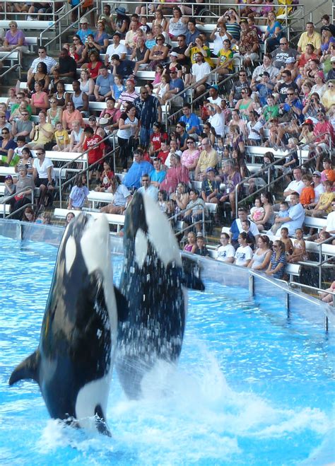 Killer Whales Shamu Show Seaworld Orlando A Photo On Flickriver