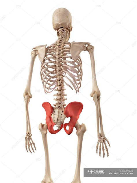 Struktur Der Menschlichen Hüftknochen — Skelett Biologische Stock