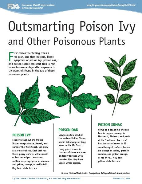 Outsmarting Poison Ivy And Other Poisonous Plants Poison Ivy Plants
