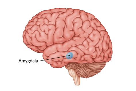 Damage To The Amygdala Functions Symptoms And Treatment