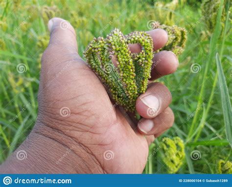 Finger Millet Plant Stock Photo Image Of Closeup Asia