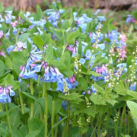 Native Wildflower Seeds And Plants Nursery Best Flower Site