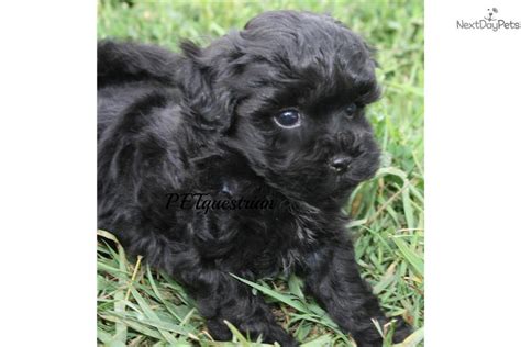Video Meet Black Male A Cute Poma Poo Pomapoo Puppy For Sale For