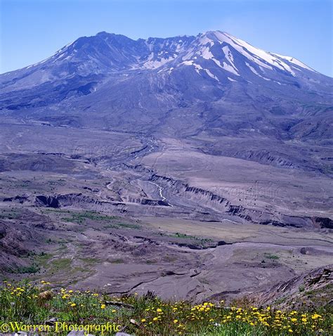 Mt St Helens And Flowers Photo Wp01928
