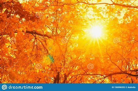 Sun Rays Seen Through Tree Brances In Autumn Park Fall Concept Stock