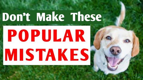 Top Mistakes Dog Owners Make When Teaching Their Dog To Leave It