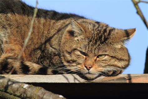 European Wild Cat Or Forest Cat Stock Image Image Of Hainich Forest
