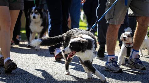 Million Paws Walk Albury Hundreds Of Dogs Snout And About The