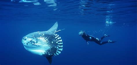 Unraveling The Mysteries Of The Ocean Sunfish Science
