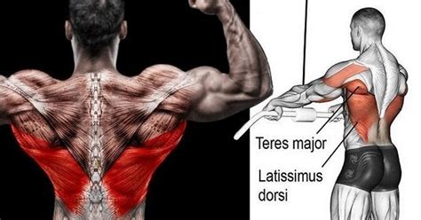 The muscles of the back that work together to support the spine, help keep the body upright and allow twist and bend in many directions. How do you tell if you are targeting your lats or ...