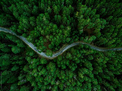 Aerial View Of A Lush Green Forest Or Woodland Del Colaborador De