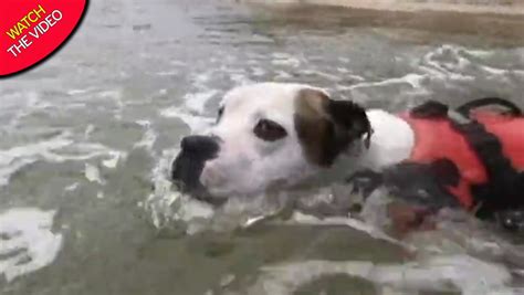 Hero Dog Swims Into River And Rescues Boy Who Was Just Seconds From