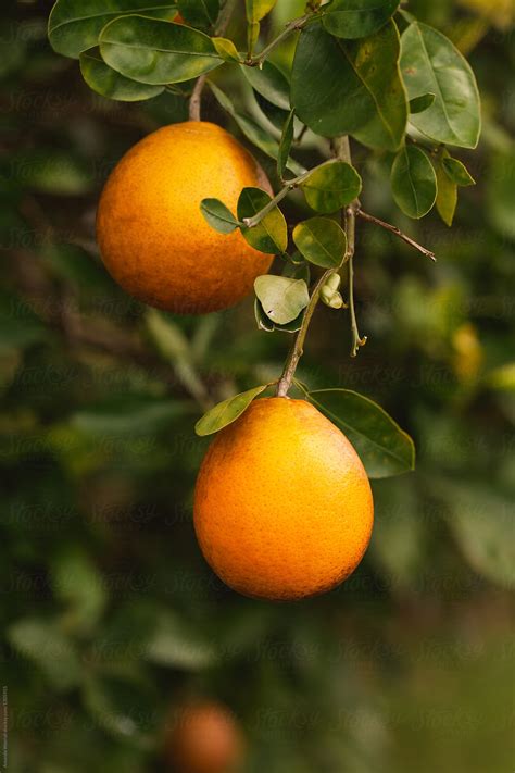 Ripe Oranges Hanging On A Tree By Amanda Worrall