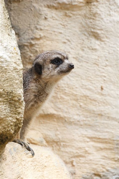 Meerkat On Lookout Free Stock Photo Public Domain Pictures