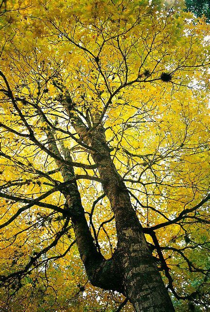 Bigtooth Maple Fall Color Boerne Maple Falls Boerne Fall Colors