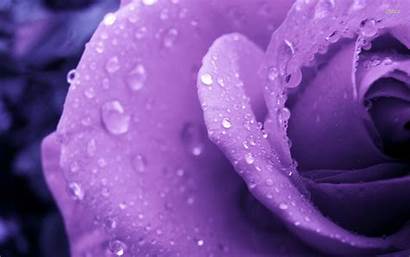 Purple Rose Flowers Flower Wallpapers Drops Violet