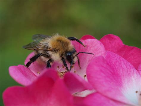 Plight Of The Bumblebee Msu Entomologist On Decline Of Wild Bees